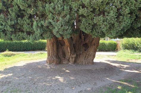 The Cypress Of Abarkuh The Oldest Tree In Asia