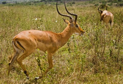 African Antelope. Wildlife Savanna In Africa Stock Photo - Image of ...