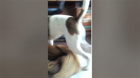 попа собаки кегы - YouTube