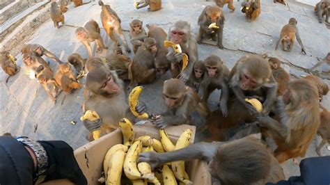 Feeding A Group Of Monkeys Two Crates Of Bananas Feeding Banana To