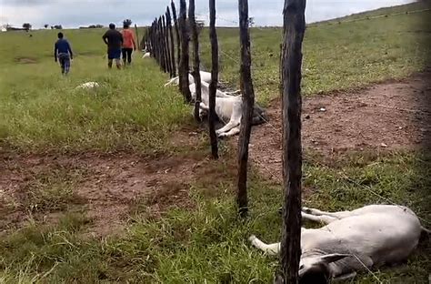 Raio Cai Em Fazenda E Mata Mais De Cabe As De Gado No Interior Da