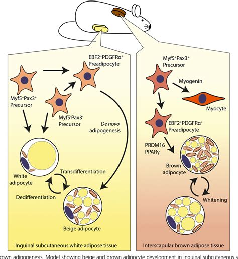 Figure 1 From Immune Modulation Of Browning Adipose Tissue In Obesity