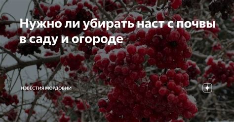 Нужно ли убирать наст с почвы в саду и огороде | Известия Мордовии | Дзен