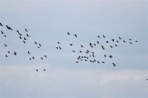 7 Surprising Facts Regarding Bird Migration Patterns