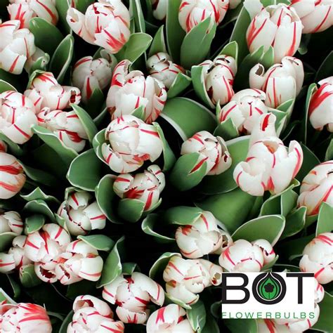 Happy Generation – Bot Flowerbulbs