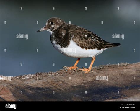 Ruddy Turnstone Arenaria Interpres In Winter Plumage Stock Photo Alamy