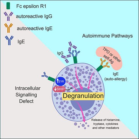 Urticaria Diagram