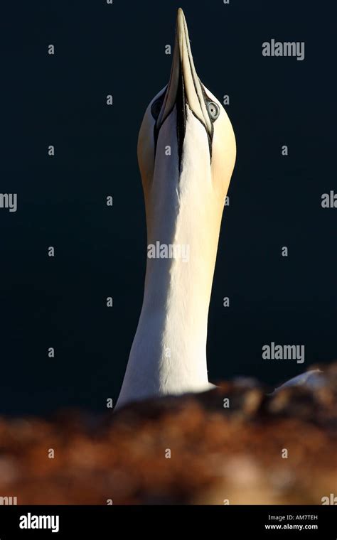 Gannet Morus Bassanus Sula Bassana Stock Photo Alamy