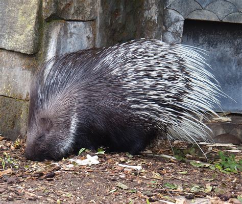 Indian Crested Porcupine Hystrix Indica 2022 09 15 Zoochat