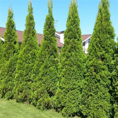 Туя Колумна в ландшафтном дизайне (39 фото) » НА ДАЧЕ ФОТО