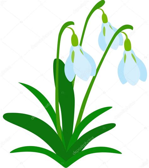 Snowdrop Flower — Stock Vector © Tallisman #2392560