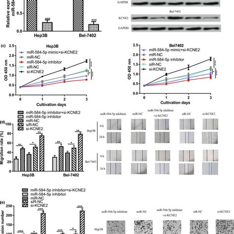 Mir‐584‐5p Regulated Hcc Cell Proliferation Migration And Invasion