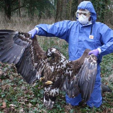 Top 999+ eagle images – Amazing Collection eagle images Full 4K