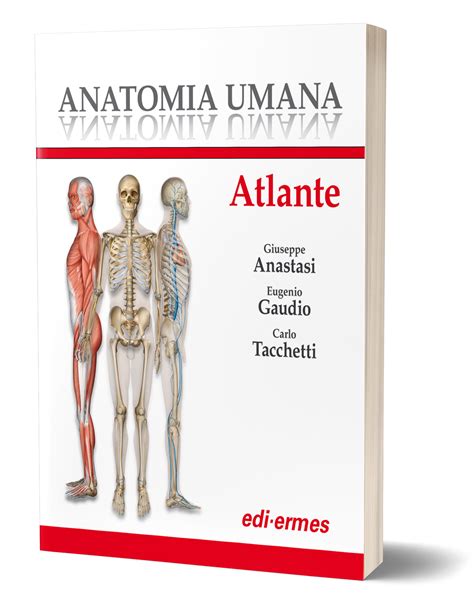 Note Di Anatomia E Raffigurazione 3