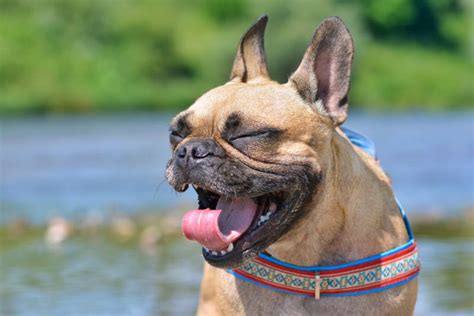 The Reverse Sneeze in Dogs | Fayetteville Vets
