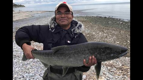 Chinook Coho Salmon Fishing Ontario Lake Youtube