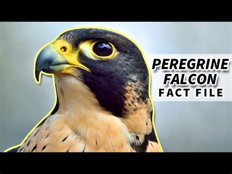 Peregrine Falcon Research