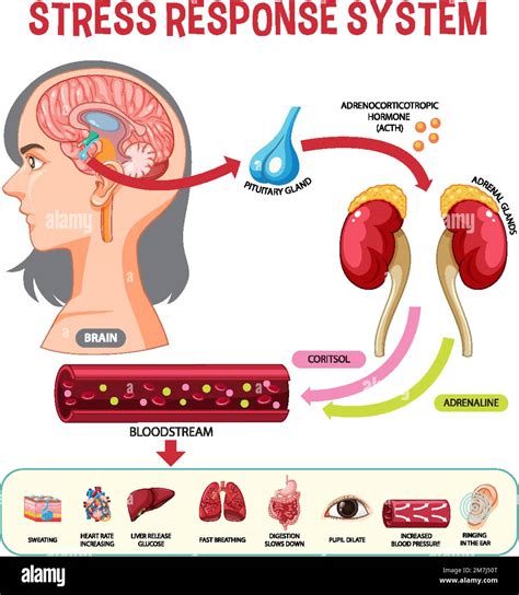 Ilustración del esquema del sistema de respuesta al estrés Imagen