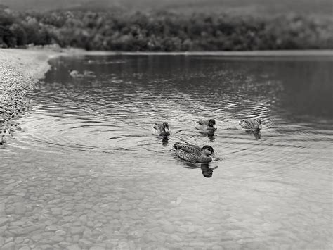 Lake Rotoiti Nelson Lakes National Park Fleet Flickr