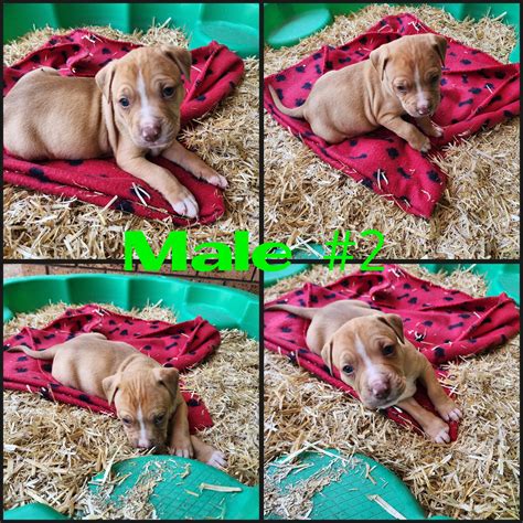 American Staffordshire Bull Terrier - Aberdeen - PetsForHomes