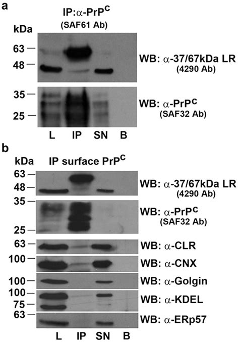 Kda Lr And Prp C Co Immunoprecipitate On The Surface Of Gt