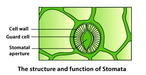 The Structure And Functions Of Stomata QS Study