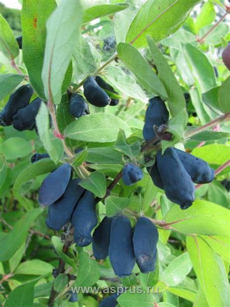 Жимолость Княгиня: особенности и характеристики сорта, правила посадки ...