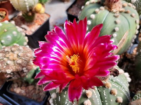 Asteria Flower | Best Flower Site