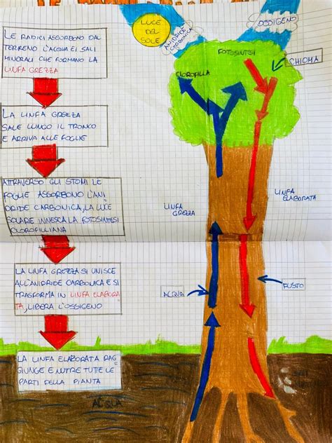 La Fotosintesi Clorofilliana Scienze Maestramonica Artofit