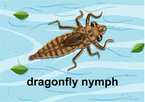 Dragonfly Nymph