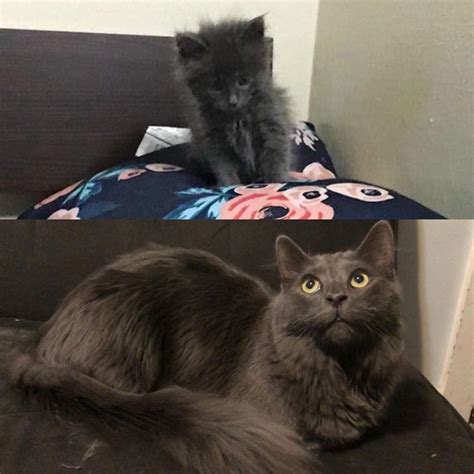 5 weeks to 1 year and 5 weeks old, he went from looking like a ball of