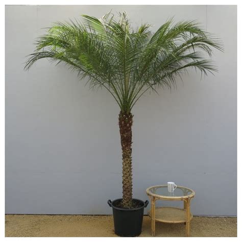 phoenix roebelenii pygmy date palm indoor palms indoor palm plants