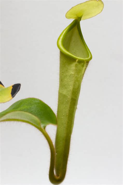 Nepenthes Chaniana Cantharifera