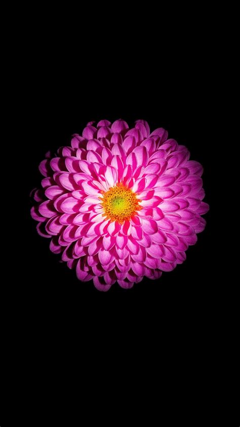 amoled flowers  wallpapers wallpaper cave