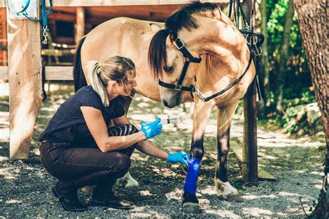 A Lifetime Of Care For Horses Vet Advantage