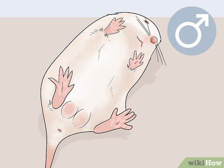 How To Tell If A Mouse Is Male Or Female Wiki Mouse Health English