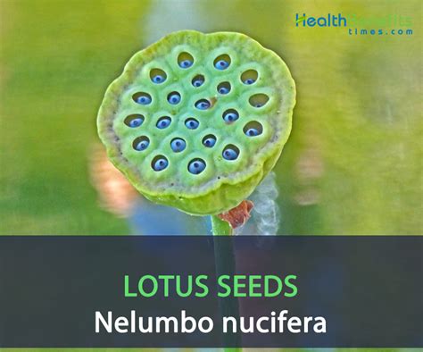 Lotus seeds facts and health benefits