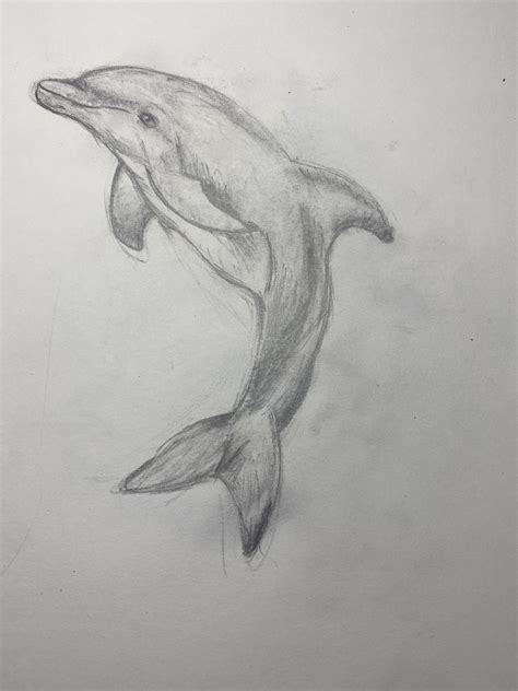 How To Draw A Dolphin Step By Step Realistic