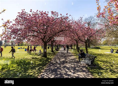 Greenwich Park Cherry Blossom Avenue mit: Cherry Blossom, Atmosphäre wo ...
