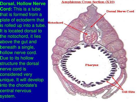 Ppt Chapter 34 Phylum Hemichordata Acorn Worms Powerpoint Presentation Id 6199594