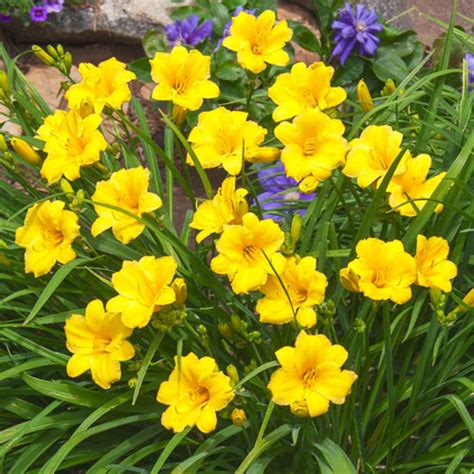 Stella De Oro Daylily Sun Perennials From Gurneys