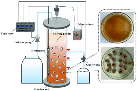 Schematic representation of the SBBR-anammox system. | Download ...