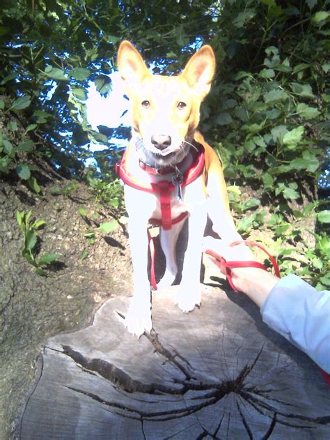 Doesnt This Look Like A Painting Of Simba But Its Not Corgi