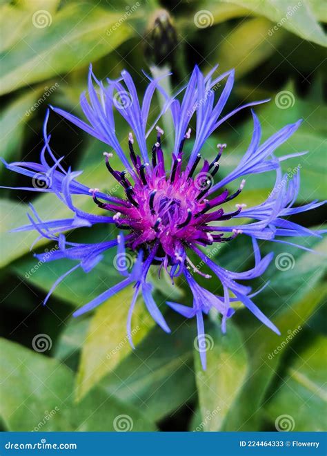 Centaurea Montana Plant Mountain Cornflower Bluish Flower In Bloom