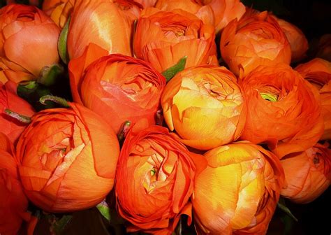 Ranunculus Blossoms Flower - Free photo on Pixabay - Pixabay