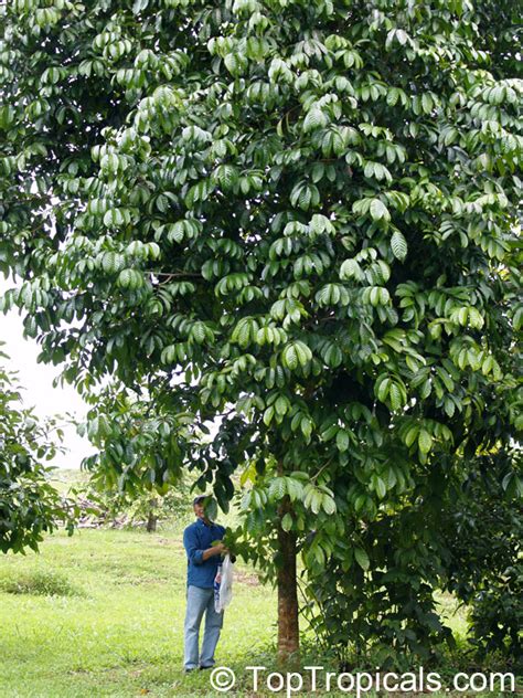 fruit trees home gardening apple cherry pear plum lanzones fruit tree