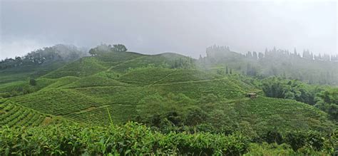 Ilam Queen of Hills of Nepal - Best Places To Visit in Ilam 2023