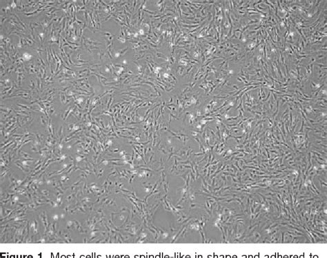 Figure From Implantation Of Mesenchymal Stem Cells Overexpressing