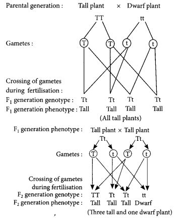 Important Question For Class Science Heredity And Evolution Pdf