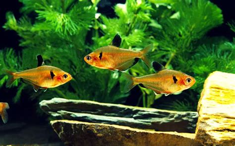 Best Serpae Tetra Tank Mates Peaceful Tankmates Or Foes